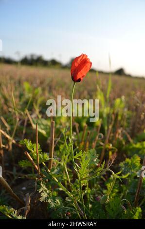 Geschlossene Mohnblume auf dem Feld Foto Stock