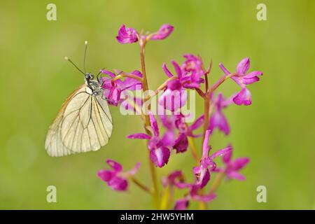 Aporia crataegi, farfalla bianca a venatura nera. Orchidea selvatica dalla Bulgaria. Orchis o Anacamptis laxiflora, fiore rosso viola con farfalla bianca. Pari Foto Stock