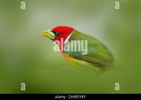 Barbet a testa rossa, vera Blanca, Costa Rica, uccello di montagna grigio e rosso esotico, scena di fauna selvatica dalla natura. Birdwatching in Sud America. Bella b Foto Stock