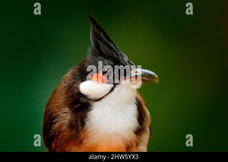 Bulbul ritratto di dettaglio in natura. Bulbul crestato a frustini rossi, Pycnonotus jocosus, uccello passerino trovato in Asia. Bellissimo uccello con cresta, chiaro gr Foto Stock