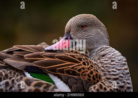 Capensis di Anas, anatra che abbelliva da zone umide aperte nell'Africa subsahariana, uccello dall'Africa. Ritratto di dettaglio di anatra nella natura haitat. Teal Foto Stock