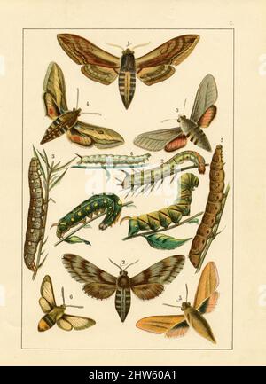 Originale litografia antica del 1890s-1900s con immagini di farfalle. Il copyright è scaduto su questa illustrazione. Foto Stock