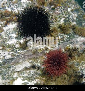 Ricci di mare viola (Paracentrotus lividus) e ricci di mare nero (Arbacia lixula) nel Mar Mediterraneo Foto Stock