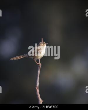 La pianura prinia, noto anche come la pianura wren-trillo o bianco-browed wren-trillo. Foto Stock