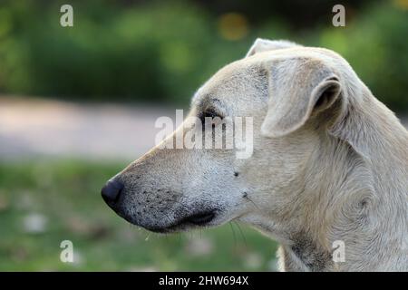 Cane Pariah indiano-anche conosciuto come il cane del pye del sud asiatico e Desi cane primo piano. Foto Stock
