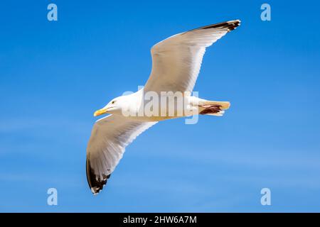 Un gabbiano di aringa adulto (Larus argentatus) che scivola in volo contro il cielo blu. Foto Stock