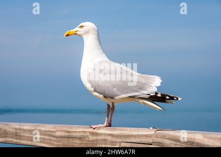 Un gabbiano di aringa adulto (Larus argentatus) arroccato su una ringhiera in legno al mare. Foto Stock