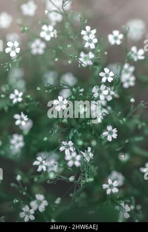 piccoli fiori bianchi su verde, gypsofila Foto Stock