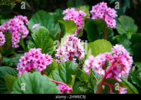 Rosa Bergenia cordifolia fiori e verde fogliame primo piano in primavera nel sud della Francia dopo la pioggia Foto Stock