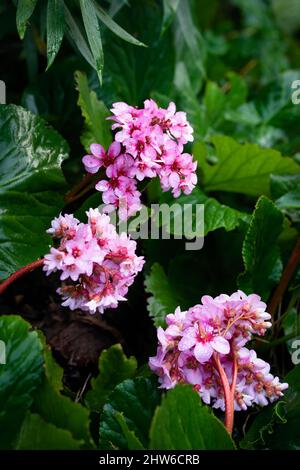 Rosa Bergenia cordifolia fiori e verde fogliame e gocce di pioggia primo piano in primavera nel sud della Francia. Foto Stock