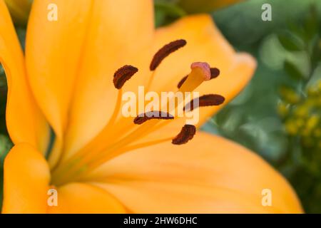 Bellissimi fiori dal mio giardino. Una serie di belle foto del giardino. Foto Stock