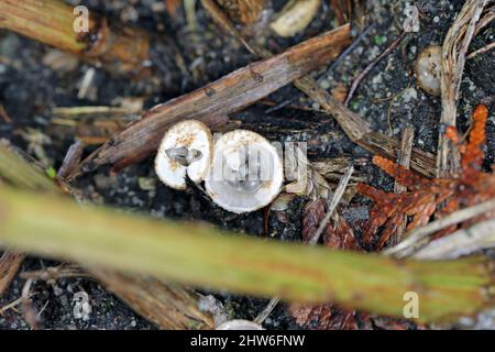 White Bird's Nest Fungo (Crucibulum laeve) corpi fruttiferi con uova a forma di peridioles all'interno del "NEST". Foto Stock