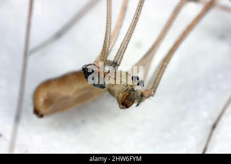 Macro foto di Daddy Long Legs Spider Pholcus phalangioides con la sua preda - un piccolo insetto. Foto Stock