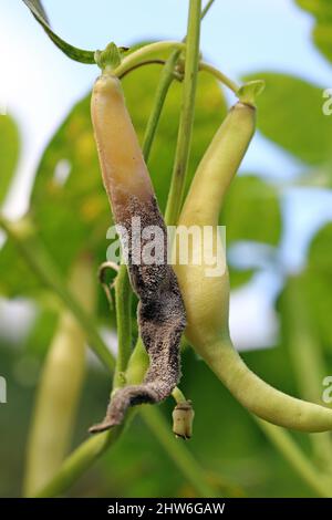 Massa di spore di Botrytis cinerea su una cialda infetta di fagioli a bottoncino. Malattia fungina - muffa grigia. Foto Stock