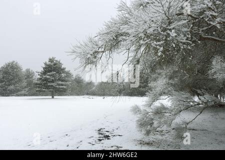 Neve bianca che cade a terra con alberi di colore del paesaggio siciliano in inverno Foto Stock