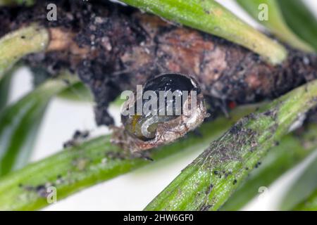 Pupa di parassitoide di Hymenoptera nel corpo di un afide parassitizzato. Foto Stock