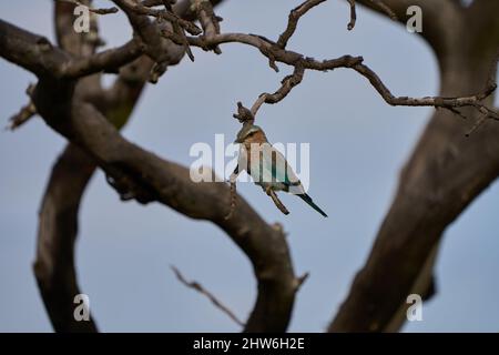 Low angle shot of a European roller bird perched on a branch Stock Photo