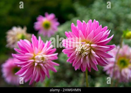 Vivace rosa e bianco cactus dahlias che cresce in giardino. Foto Stock