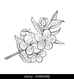 Disegno di ramoscello dell'albero in fiore Illustrazione Vettoriale