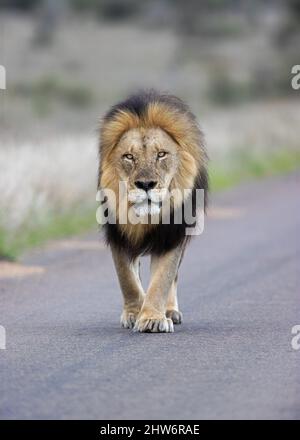 Leone nero a piedi lungo la strada Foto Stock