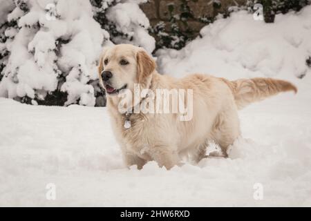 Il Golden Retriever nella neve Foto Stock