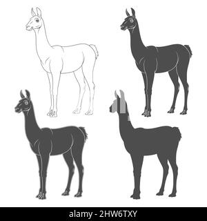 Set di illustrazioni in bianco e nero con shorn lama, alpaca. Oggetti vettoriali isolati su sfondo bianco. Illustrazione Vettoriale