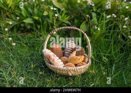 Assorti di gustoso pane fresco e bianco fatto in casa con i semi in cesto di vimini in piedi sul verde erba. Foto di alta qualità Foto Stock