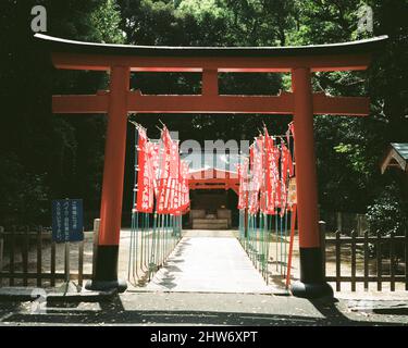 Vista frontale del cancello rosso Torii in Giappone Foto Stock
