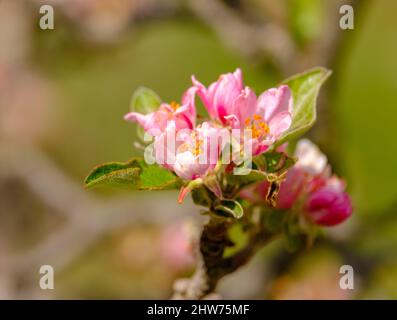 Fiori rossi di mela e borghi, primo piano su sfondo sfocato. Ramo fiorito di melo all'inizio della primavera. Foto Stock