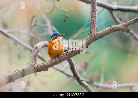 Kidderminster, Regno Unito. 4th marzo 2022. Tempo britannico: Il sole si rompe attraverso la nuvola e la fauna selvatica inizia la sua stagione di corteggiamento. Questa Martin pescatore femmina, uno degli uccelli più popolari e raramente visti della Gran Bretagna, aggiunge un po' di colore al paesaggio, mentre viene perseguita intorno a una piscina locale dall'uccello maschio, preparandosi per la stagione dell'accoppiamento. Credit: Lee Hudson/Alamy Live News Foto Stock