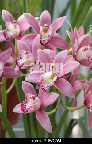 Ibrido di cimbidium orchidea rosa con concime di alta qualità e fertilizzanti Foto Stock