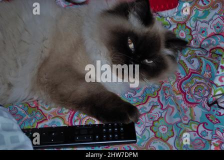 Gattino himalayano assonnato adagiato su un letto Foto Stock