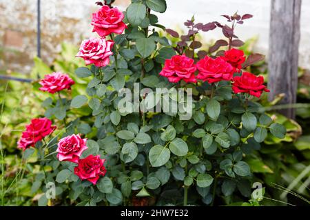 Mazzo di rose rosse in giardino. Un cespuglio di belle rose in luce estiva. Bella primavera o estate fiore pianta rosa Foto Stock