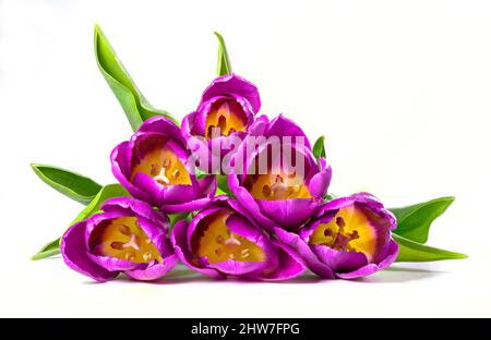 Un mazzo di tulipani viola che giacciono su una superficie bianca su sfondo bianco Foto Stock