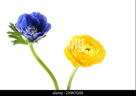 Due fiori ranunculus nei colori della bandiera Ucraina, blu e giallo isolato su uno sfondo bianco con spazio copia Foto Stock