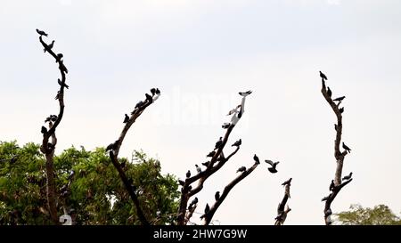 Un gregge di piccioni è appollaiato su un ramo di albero secco, con sfondo cielo Foto Stock