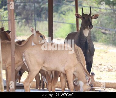 Un piccolo gregge di cervi si trova in un gregge. Sullo sfondo scuro Foto Stock