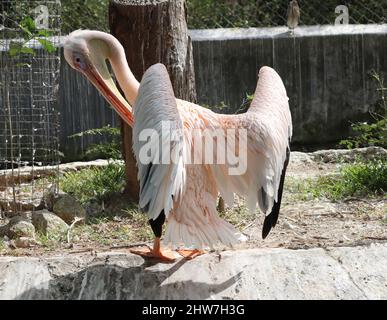 Il pellicano rosa (Pelicans onocrotalus) anche conosciuto come il bianco orientale, il rosato o il pellicano bianco è un uccello della famiglia del pellicano. Foto Stock