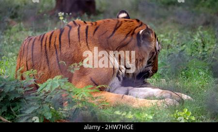 La tigre è seduta a terra, con lo sfondo sfocato Foto Stock