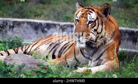 La tigre è seduta a terra, con lo sfondo sfocato Foto Stock