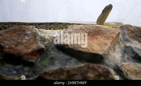 Il serpente di pitone roccioso si erge sulla roccia. Sullo sfondo della parete bianca pallida Foto Stock