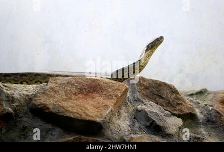 Il serpente di pitone roccioso si erge sulla roccia. Sullo sfondo della parete bianca pallida Foto Stock