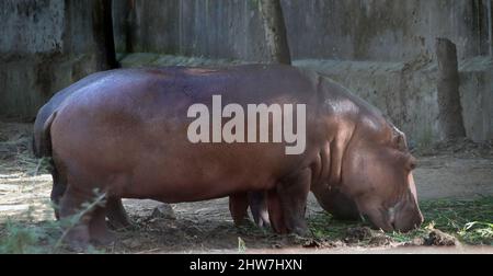 Uno degli Hippopotamus è in piedi, con sfondo burred Foto Stock