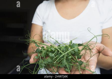 Micro green a mano donna caucasica. Foto Stock