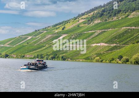 Germania. Vigneti sui ripidi pendii lungo il fiume Moselle vicino Mehring. Foto Stock
