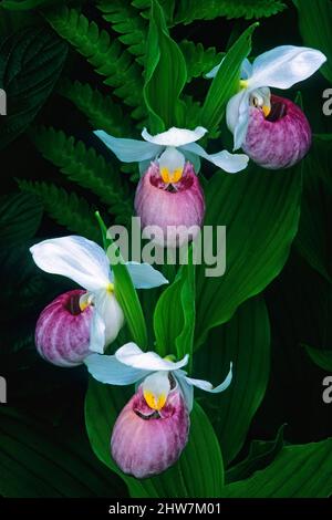 Orchidee slipper della donna showy Foto Stock