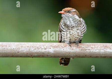 Giovane Diederik Cuckoo, Crisococcice caprius, a Grahamstown/Makhana, Provincia del Capo Orientale, Sudafrica, 04 marzo 2022. Foto Stock