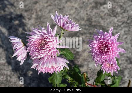 Rosa Chrysanthemum Fiore spesso chiamato 'mums' sono uno dei fiori da giardino più popolari. Foto Stock