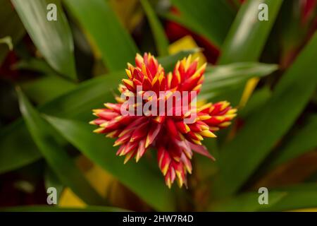 Profondità poco profonda della fotografia di campo di un fiore di guzmania Foto Stock