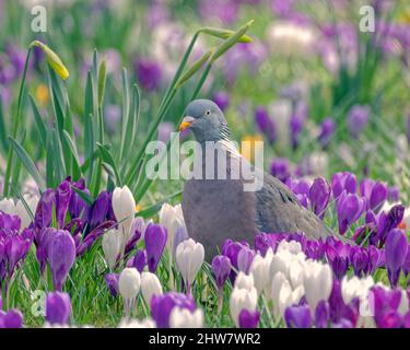 Glasgow, Scozia, Regno Unito. 4th Mar 2022. UK Meteo: : Il sole di primavera e la gente del posto colpiscono le strade e i parchi nel verde West End della città. Il Botanico era pieno di gente e fiori. Credit: gerard Ferry/Alamy Live News Foto Stock